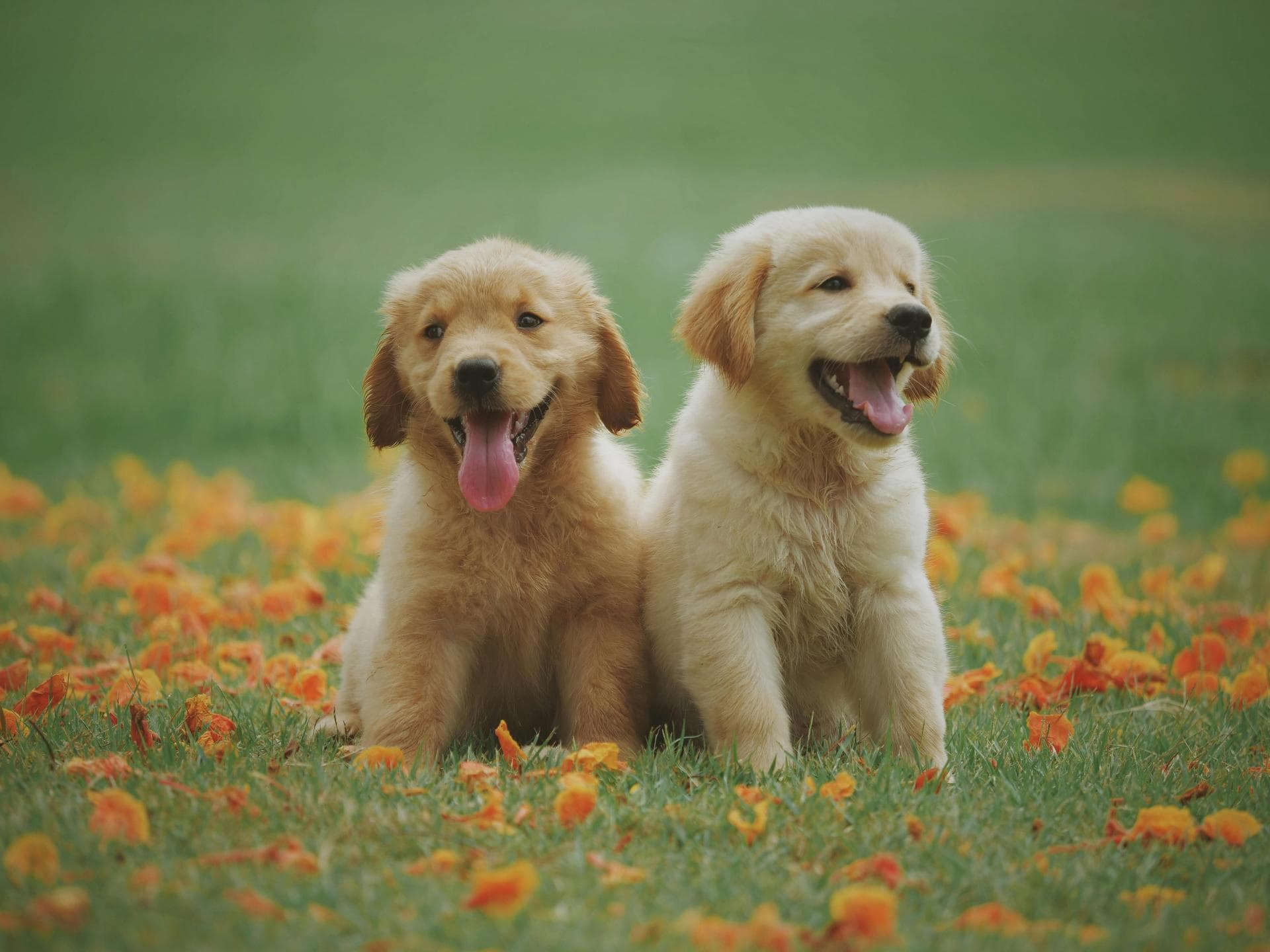 Rabies Vaccination Prices in Buckinghamshire