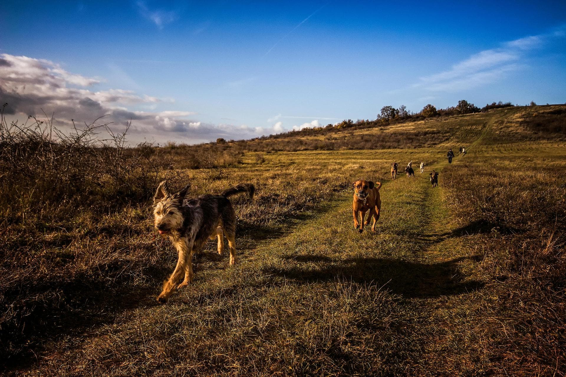 Dog Euthanasia Put Down Prices in Buckinghamshire