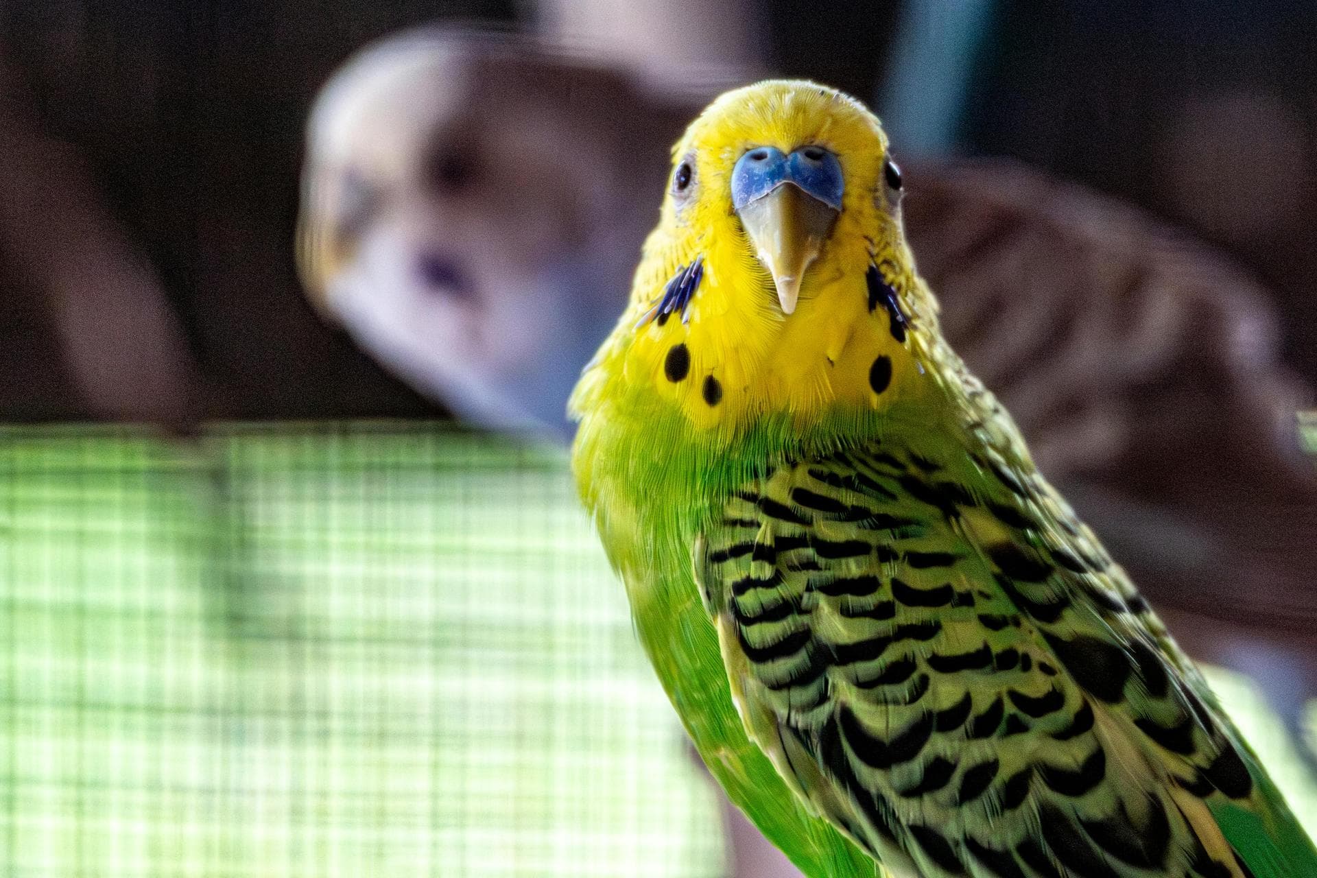 Emergency Vets in Aylesbury